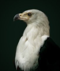 Dave Cowsill - Bald Eagle - Third.jpg